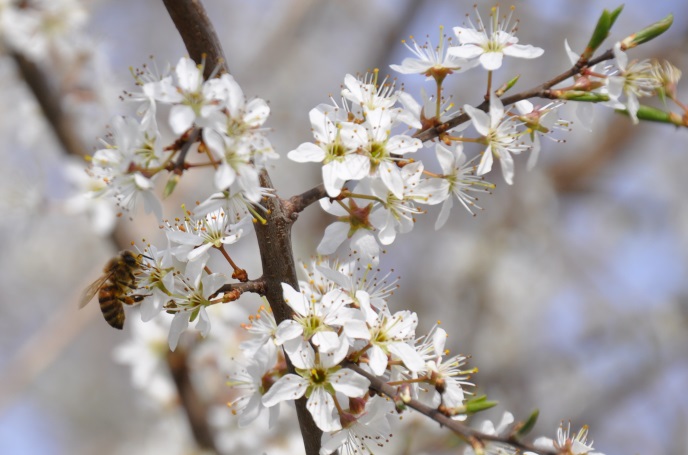 diapo abeille arbuste fleurs blanches