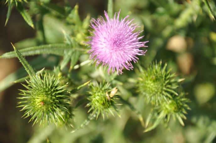 diapo fleur rose