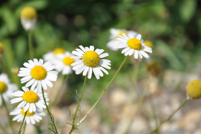 diapo fleurs paquerette