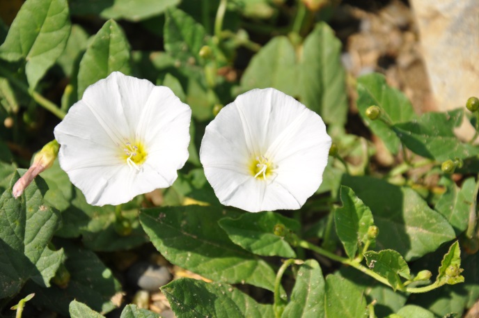 diapo fleur liseron