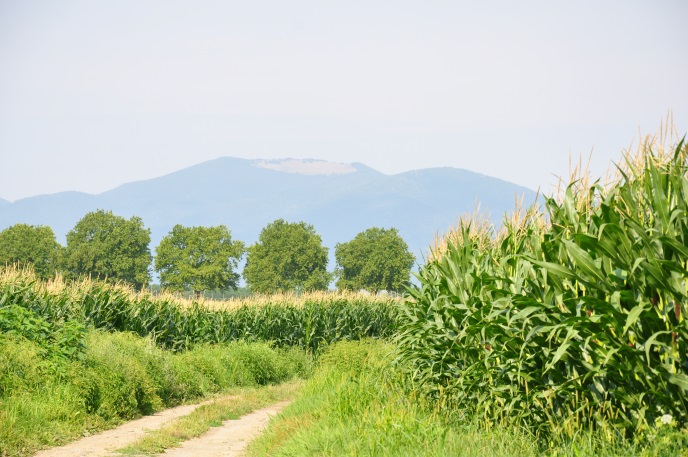 diapo herbe vue Vosges