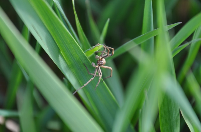 diapo araignée