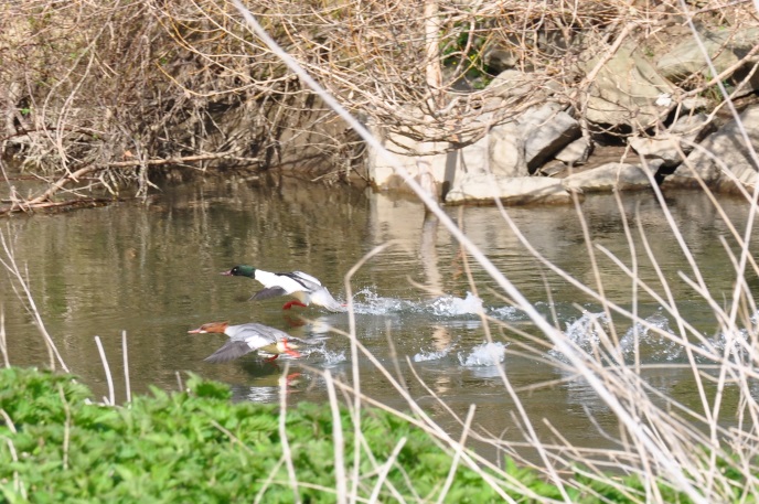 diapo canards