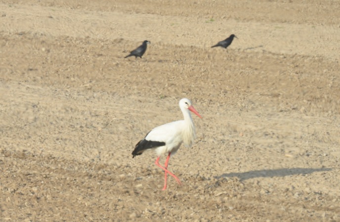 diapo cigogne barbue