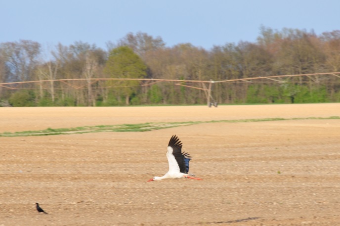 diapo vol cigogne