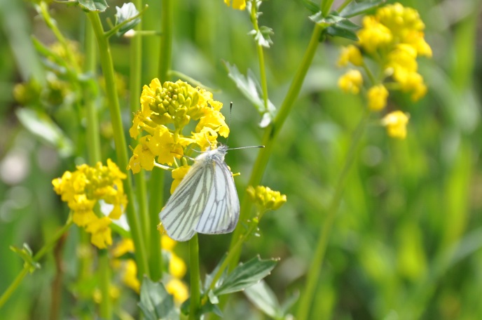 diapo papillon blanc