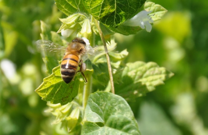 diapo abeille