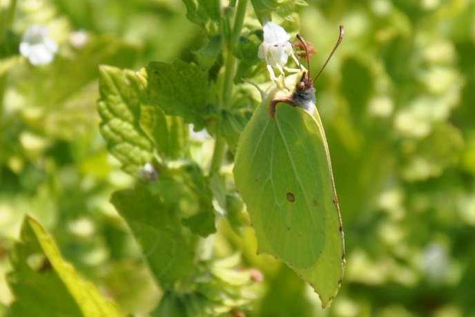 diapo papillon vert