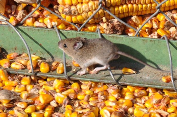 Diapo souris