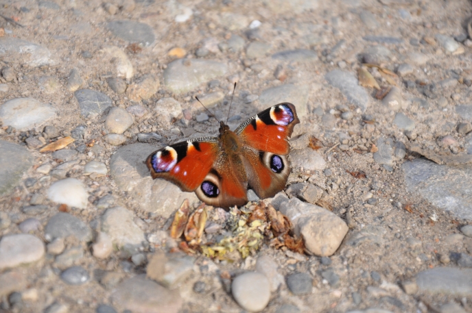 diapo papillon ouvert