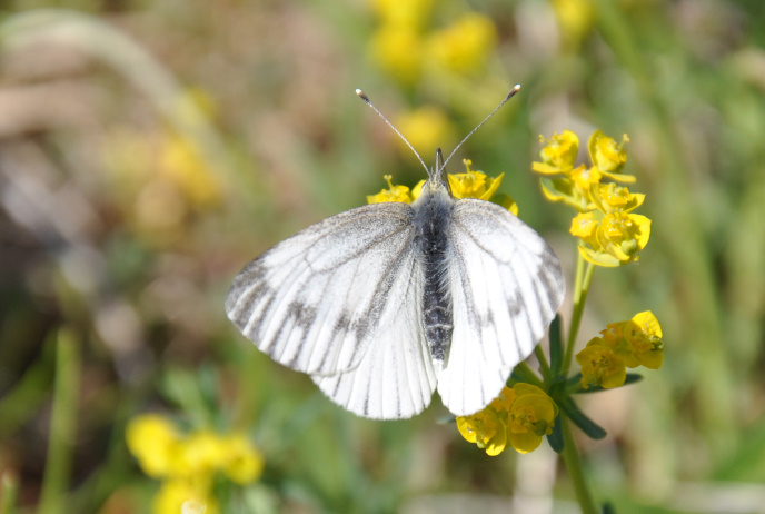 Diapo papillon gris