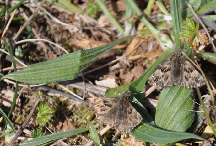 Diapo papillons bruns