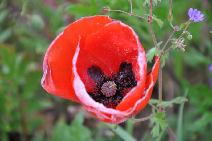 Diapo coquelicot