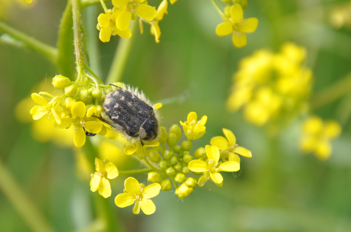 Diapo fleur jaune insecte
