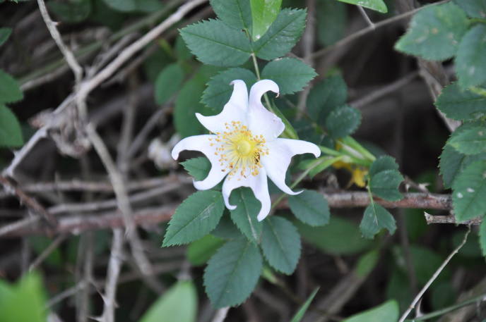 Diapo fleur mangee