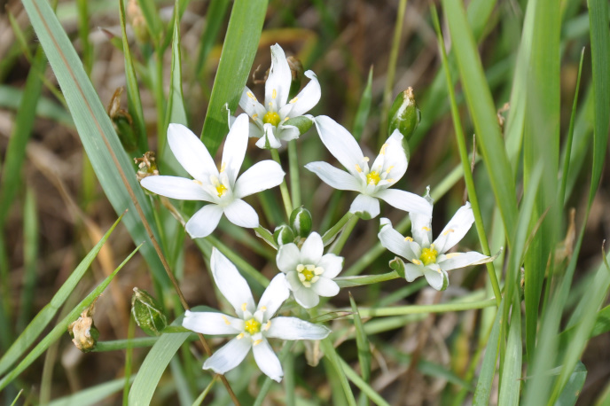 Diapo petite fleur blanche