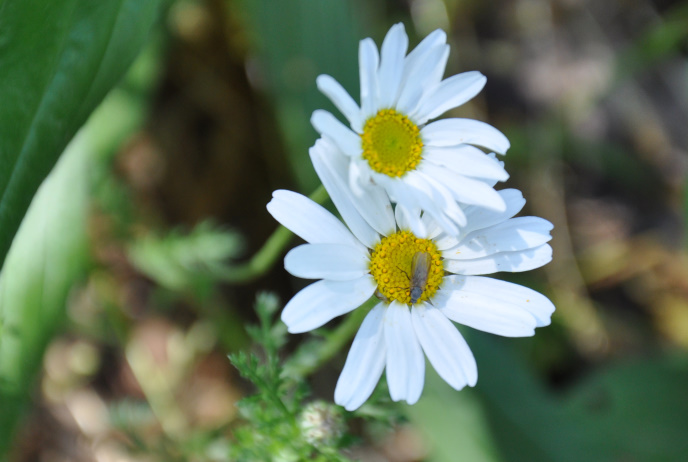 Diapo marguerite insecte