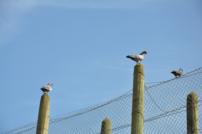 Diapo pigeons
