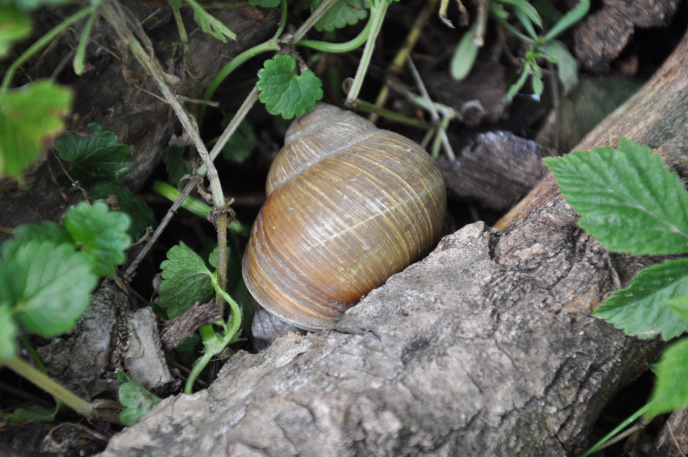 Diapo escargot