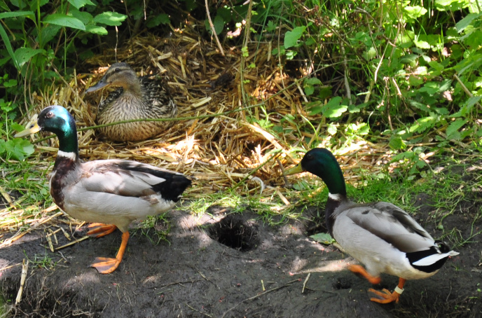 Diapo canards nid