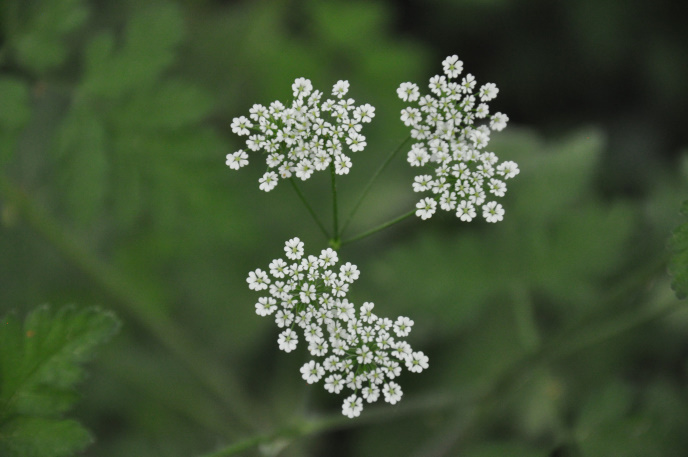 Diapo trio fleurs