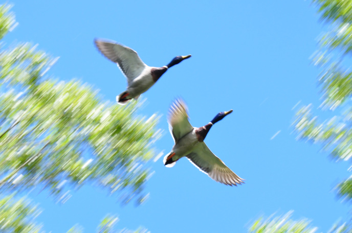 Diapo vol canards
