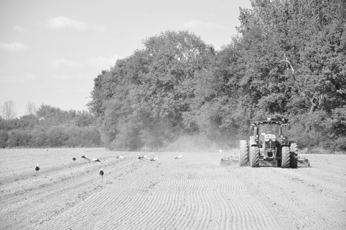 diapo travail avec cigognes