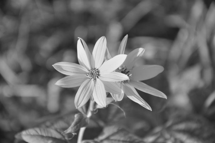 diapo fleur jaune