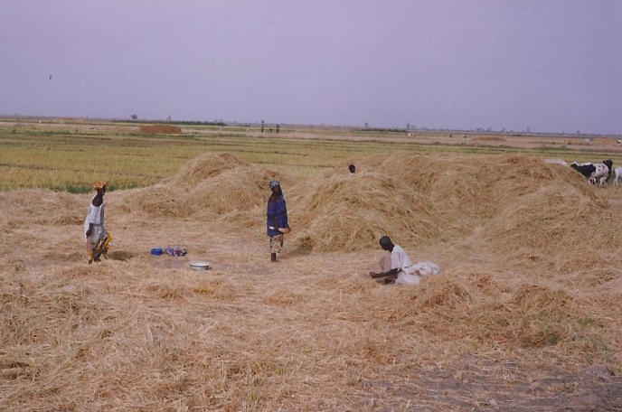 Diapo Mali battage riz