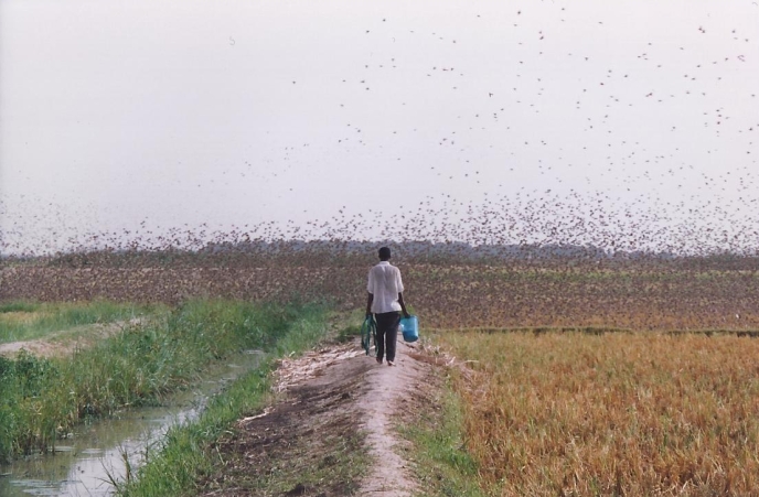 Diapo Mali oiseaux ravageurs
